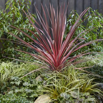 Cordyline Charlie boy®