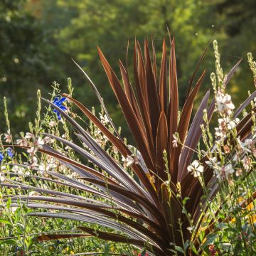 Cordyline australis Peko