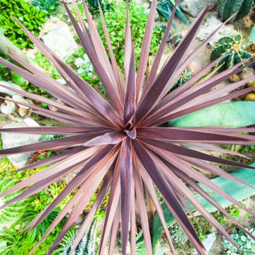 Graines de Palmier de Chine - Trachycarpus Fortunei