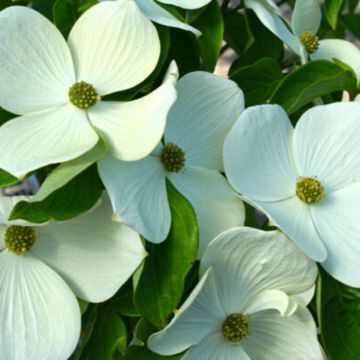 Cornus Starlight - Cornouiller à fleurs Cornus Starlight - Cornouiller à fleurs