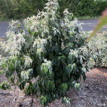 Cornus kousa Cappucino® - Cornouiller du Japon Cornus kousa Cappucino® - Cornouiller du Japon