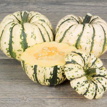 Courgette Sweet dumpling (Patidou) AB - Ferme de Sainte Marthe