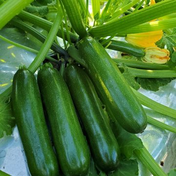 Courgette Diamant F1 Courgette Diamant F1