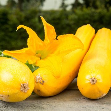 Courgette Genovese AB - Ferme de Ste Marthe