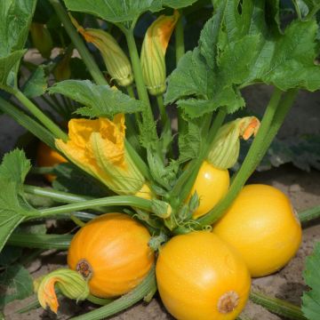 Courgette One Ball F1 ronde jaune - Cucurbita pepo Courgette One Ball F1 ronde jaune - Cucurbita pepo