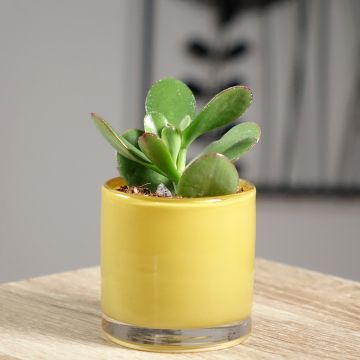 Crassula ovata - Arbre de Jade