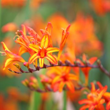 Crocosmia crocosmiiflora Solfatare, Montbretia
