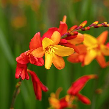 Crocosmia crocosmiiflora Solfatare, Montbretia