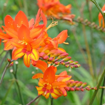Crocosmia crocosmiiflora Solfatare, Montbretia