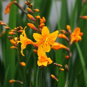 Crocosmia Columbus - Montbretia jaune d'or griffé de rouge-orangé