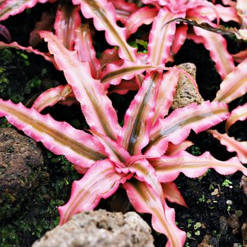 Cryptanthus Pink Star - Etoile de terre Cryptanthus Pink Star - Etoile de terre