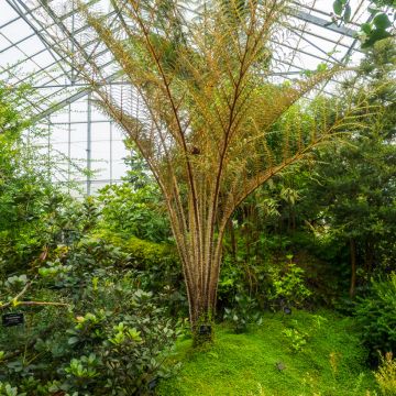 Cyathea medullaris - fougère arborescente