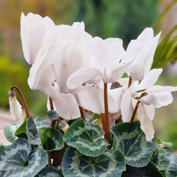 Cyclamen de Perse