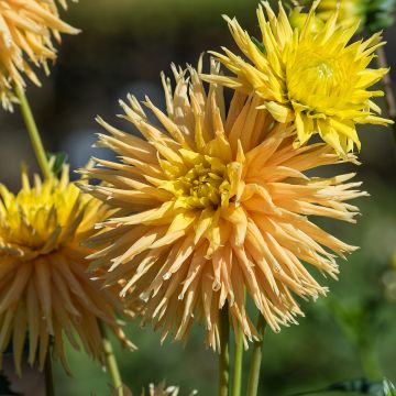 Dahlia semi cactus Fired Up Dahlia semi cactus Fired Up
