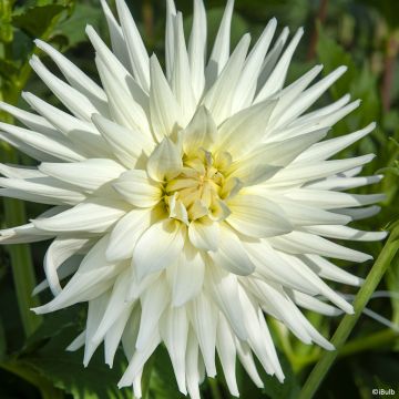 Dahlia semi cactus Fired Up
