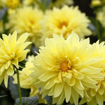 Dahlia Melody Mambo Dahlia Melody Mambo