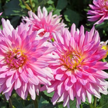 Dahlia Dalina® Maxi Bonita - Dahlia des Jardins double Dahlia Dalina® Maxi Bonita - Dahlia des Jardins double