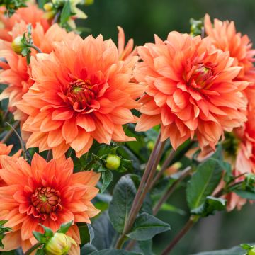 Dahlia décoratif Erna Panzer