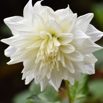 Dahlia géant Café Au Lait Suprême Dahlia géant Café Au Lait Suprême