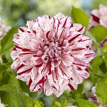 Dahlia décoratif Labyrinth Twotone