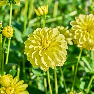 Dahlia décoratif Erna Panzer