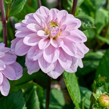 Dahlia décoratif Erna Panzer