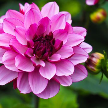 Dahlia Dalina® Maxi Bonita - Dahlia des Jardins double Dahlia Dalina® Maxi Bonita - Dahlia des Jardins double