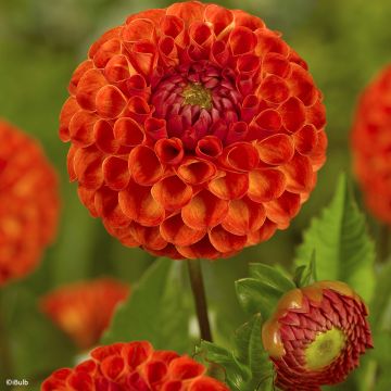 Dahlia balle Orange Breeze