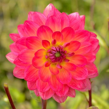 Dahlia à fleurs de camélia Seduction - Dahlia décoratif