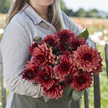 Dahlia décoratif Erna Panzer Dahlia décoratif Erna Panzer