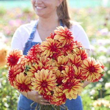 Dahlia décoratif Erna Panzer Dahlia décoratif Erna Panzer