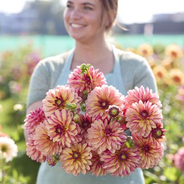 Dahlia décoratif Erna Panzer Dahlia décoratif Erna Panzer