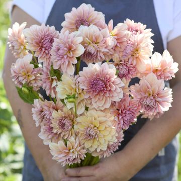 Dahlia décoratif Erna Panzer Dahlia décoratif Erna Panzer