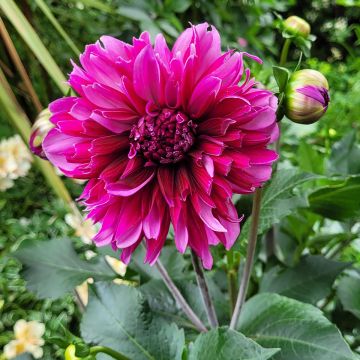 Dahlia décoratif Erna Panzer