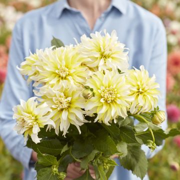 Dahlia décoratif Erna Panzer