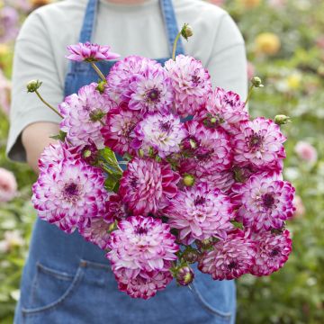 Dahlia décoratif Erna Panzer
