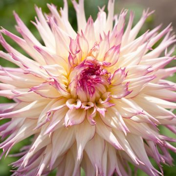 Dahlia Kogane Fubiki