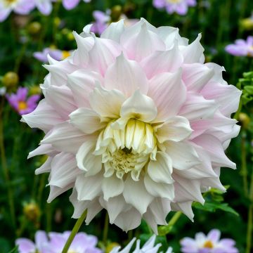 Dahlia Géant Gitt's Perfection