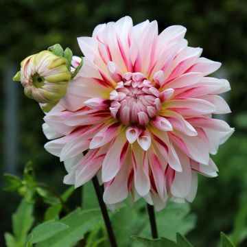 Dahlia Carribean Fantasy