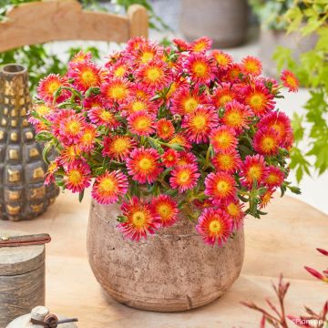 Delosperma Wheels of Wonder Orange