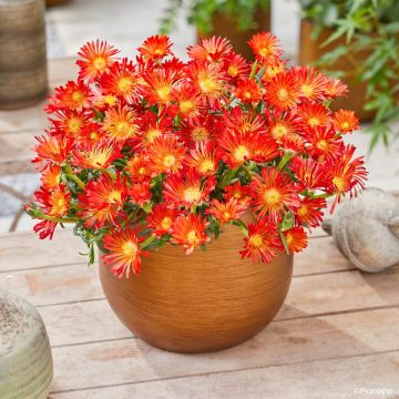 Delosperma Wheels of Wonder Orange