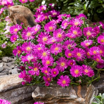 Delosperma Wheels of Wonder Orange