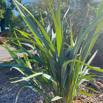 Dianella revoluta Blue Stream Dianella revoluta Blue Stream