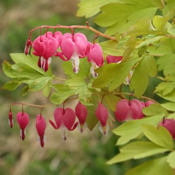 Coeur de Marie - Dicentra spectabilis Yellow Leaf