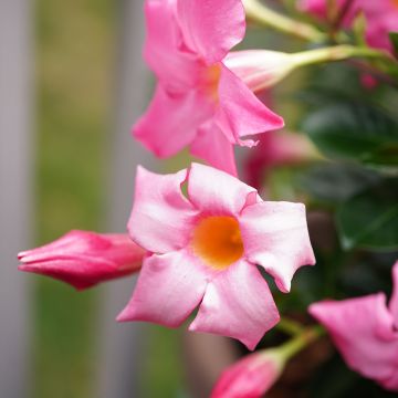 Dipladenia Diamantina Jade Rose Dipladenia Diamantina Jade Rose