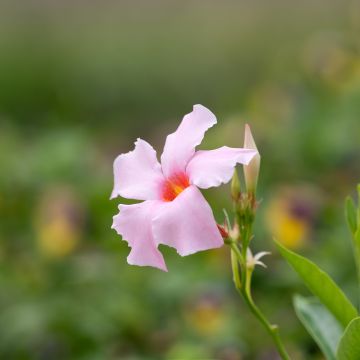 Dipladenia Diamantina Tourmaline Pink - Mandevilla Dipladenia Diamantina Tourmaline Pink - Mandevilla