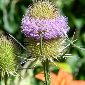 Dipsacus sylvestris - Cardère sauvage