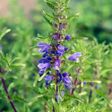 Graines de Nepeta transcaucasica Blue Infinity - Chataire