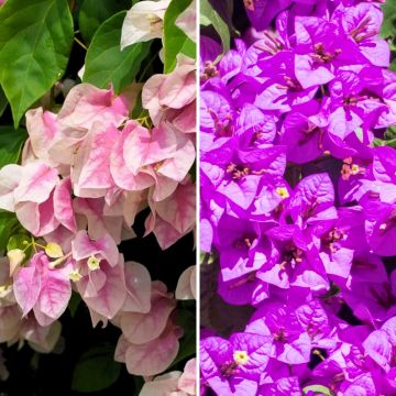 Duo Bougainvilliers