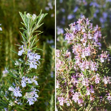 Collection de 3 aromatiques essentielles